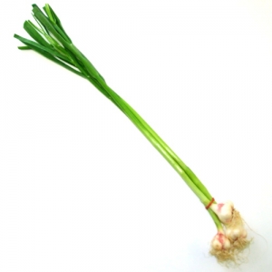 Garlic - Bunch