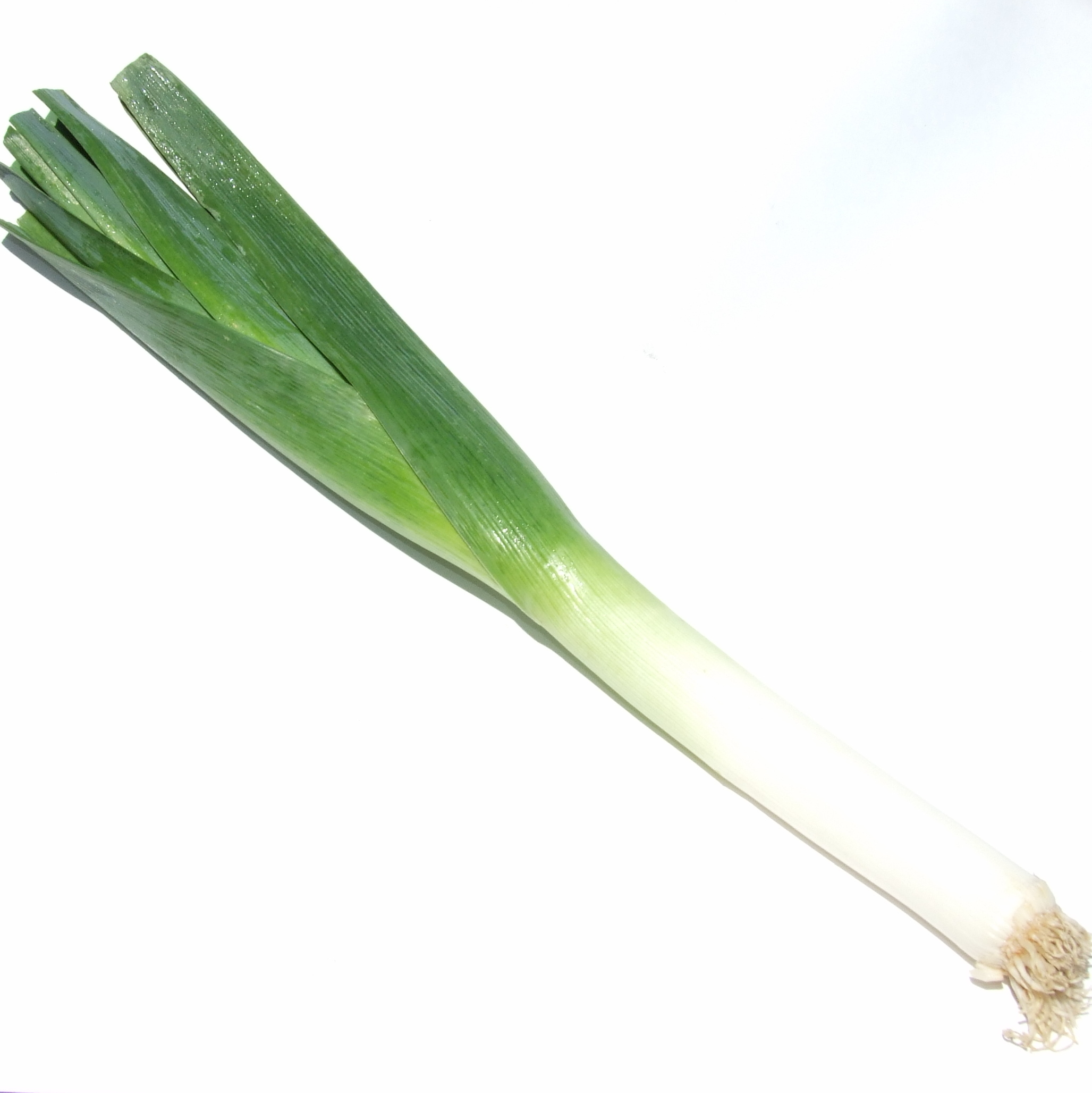 Pictures Of Leeks 117